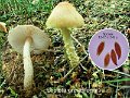 Lepiota oreadiformis-amf2218